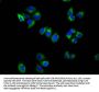 TSPAN18 Antibody