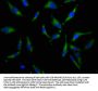 SLC34A3 Antibody