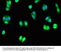 UNC80 Antibody