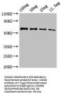 UNC80 Antibody
