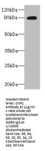 OXR1 Antibody
