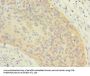 OXR1 Antibody