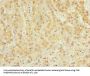 OXR1 Antibody