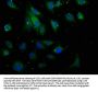 RASGEF1A Antibody