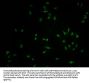 FBXO36 Antibody