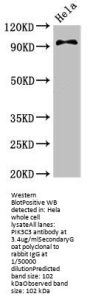 PIK3C3 Antibody