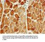 PIK3C3 Antibody