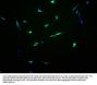 OR13C8 Antibody