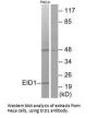 EID1 Antibody