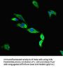 TMC2 Antibody