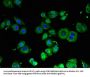 RB1CC1 Antibody