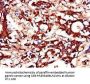 DUSP19 Antibody