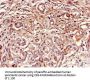 DUSP19 Antibody