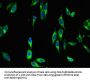 DUSP19 Antibody