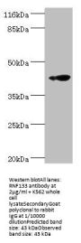 RNF133 Antibody