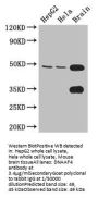 DNAAF4 Antibody