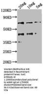 kaiC Antibody
