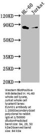 ELMO1 Antibody