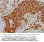 RUBCN Antibody