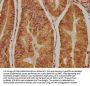 NSMAF Antibody