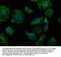 NSMAF Antibody