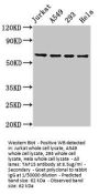 TAF15 Antibody