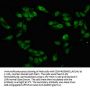 TAF15 Antibody