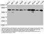 SLCO2A1 Antibody