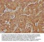 SLCO2A1 Antibody