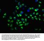 SLCO2A1 Antibody