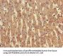 NINJ1 Antibody