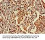 NINJ1 Antibody