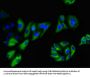 NINJ1 Antibody