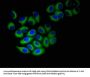 NINJ1 Antibody