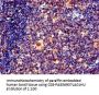 EFHD2 Antibody