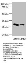 EAF2 Antibody