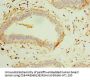 TUBGCP3 Antibody