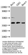 RCN3 Antibody