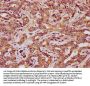 RCN3 Antibody