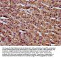 RCN3 Antibody
