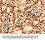 GNPNAT1 Antibody