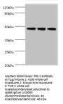 PELI1 Antibody