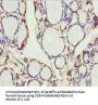 SCRN2 Antibody
