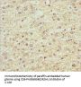 SCRN2 Antibody
