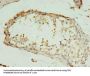 RMND5B Antibody
