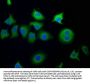 SNF8 Antibody