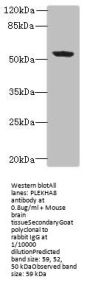 PLEKHA8 Antibody