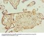 PLEKHA8 Antibody