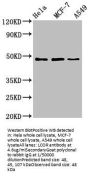 LCOR Antibody