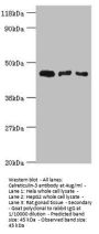CALR3 Antibody